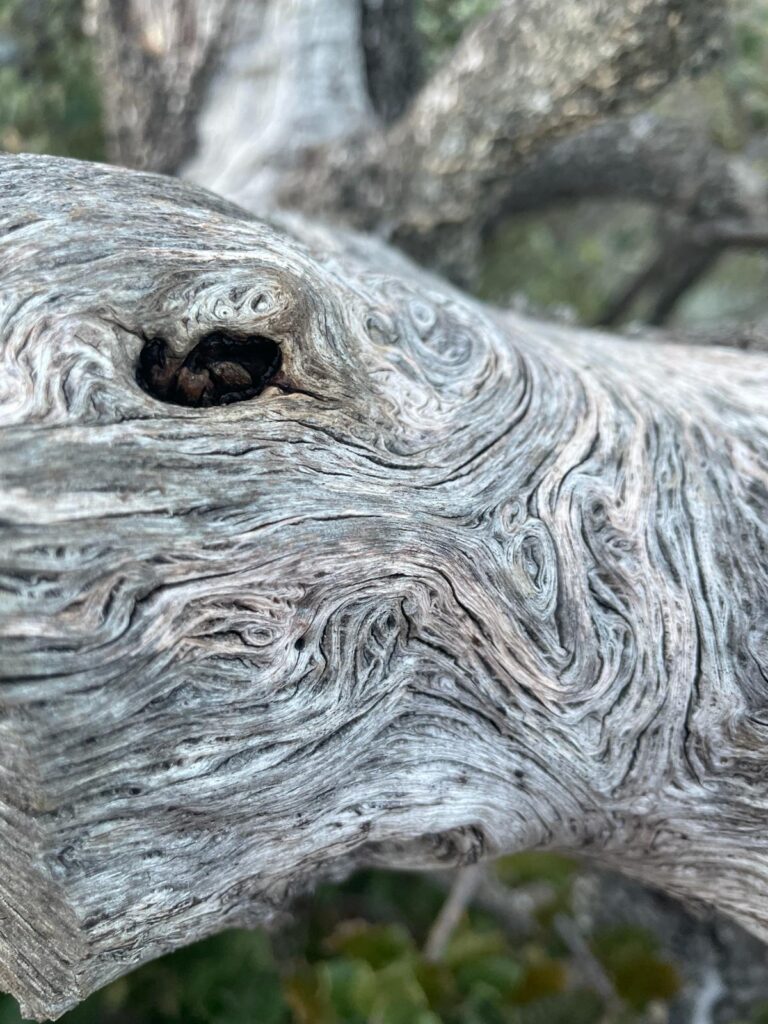 Photo illustrant le spectacle écho des racines