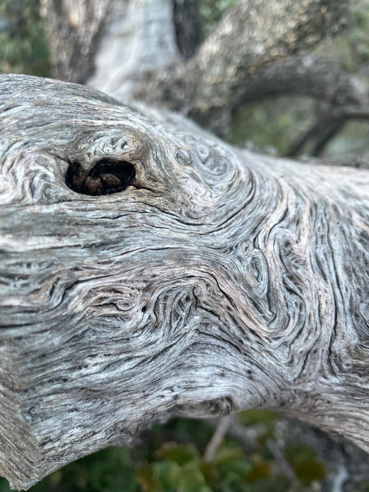 Photo illustrant le spectacle écho des racines